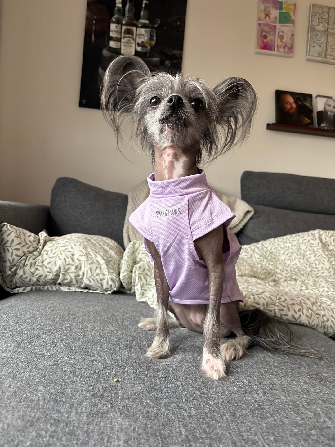 Customer photo review of Sunblock Dog T-Shirt - Purple