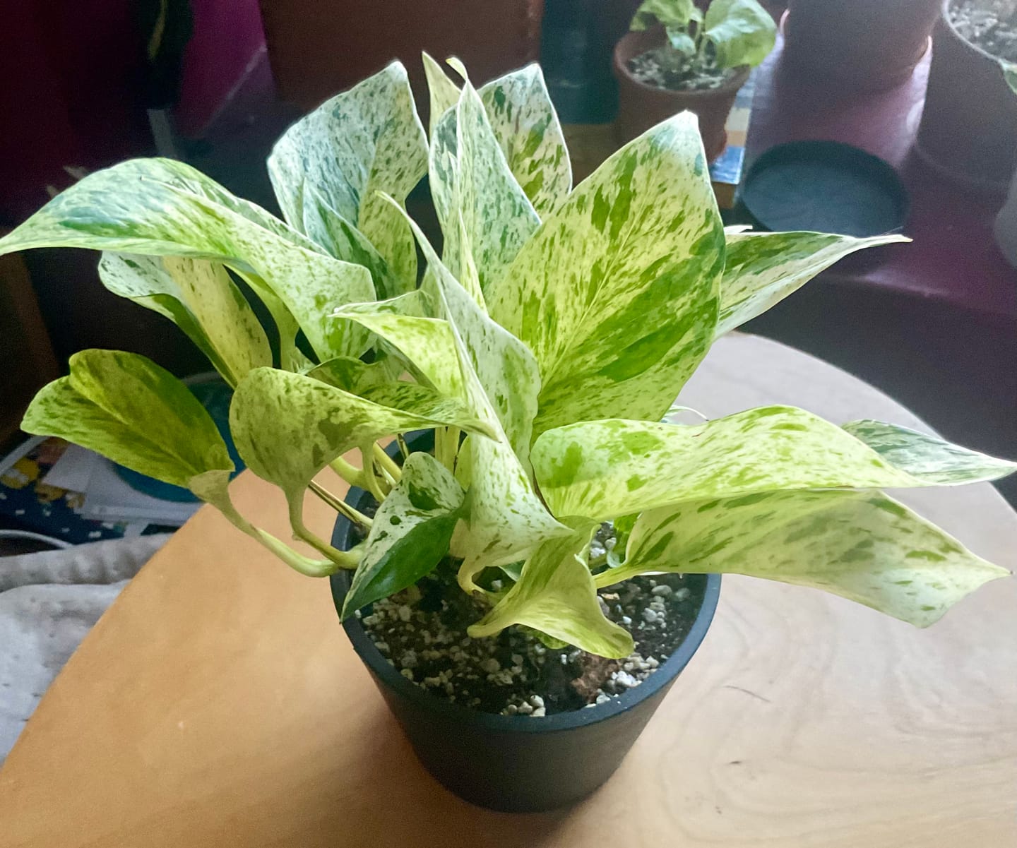 Customer photo review of Pothos Epipremnum aureum 'Marble Queen'
