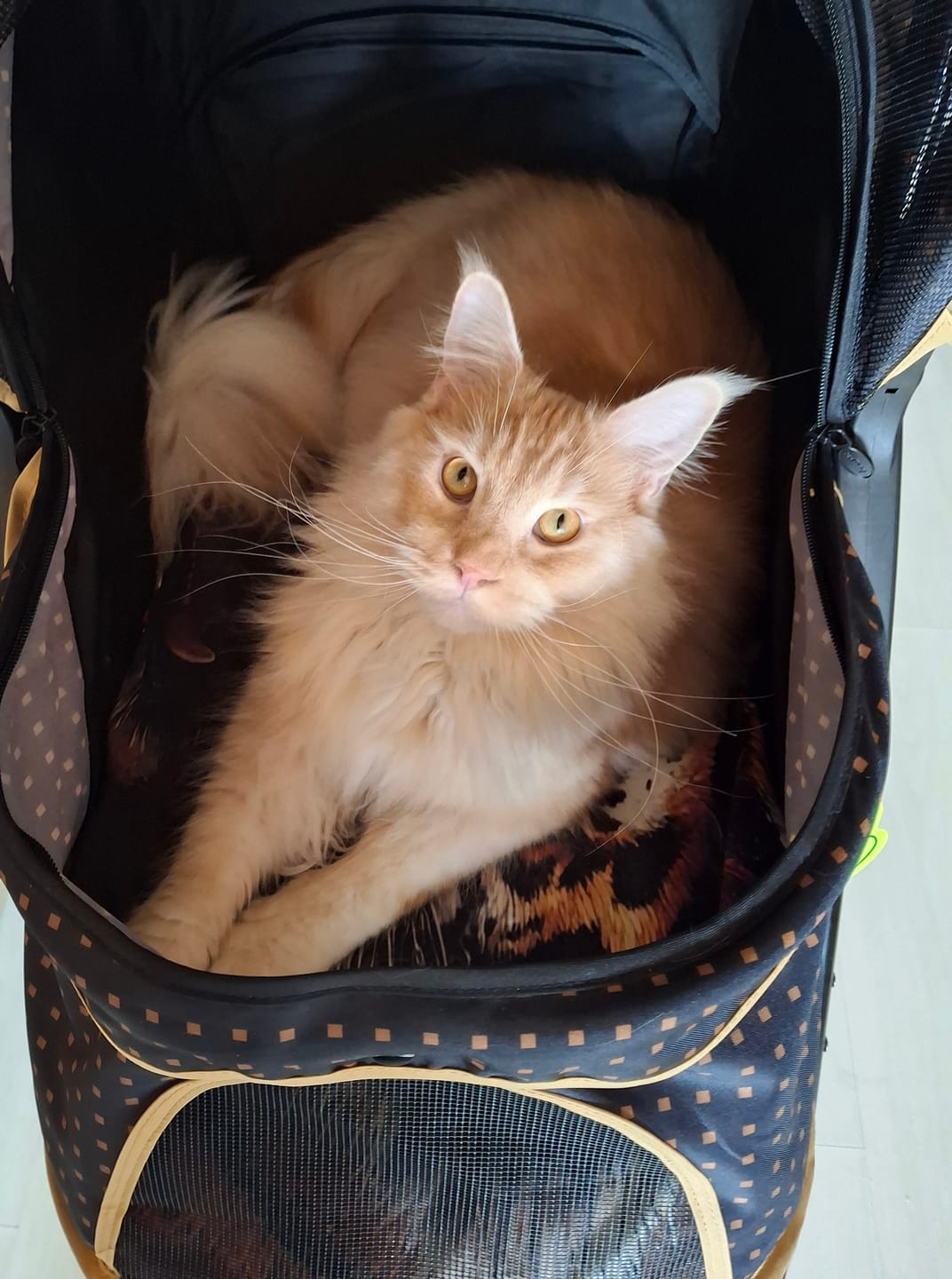 Customer photo review of Adventure lemmikkirattaat