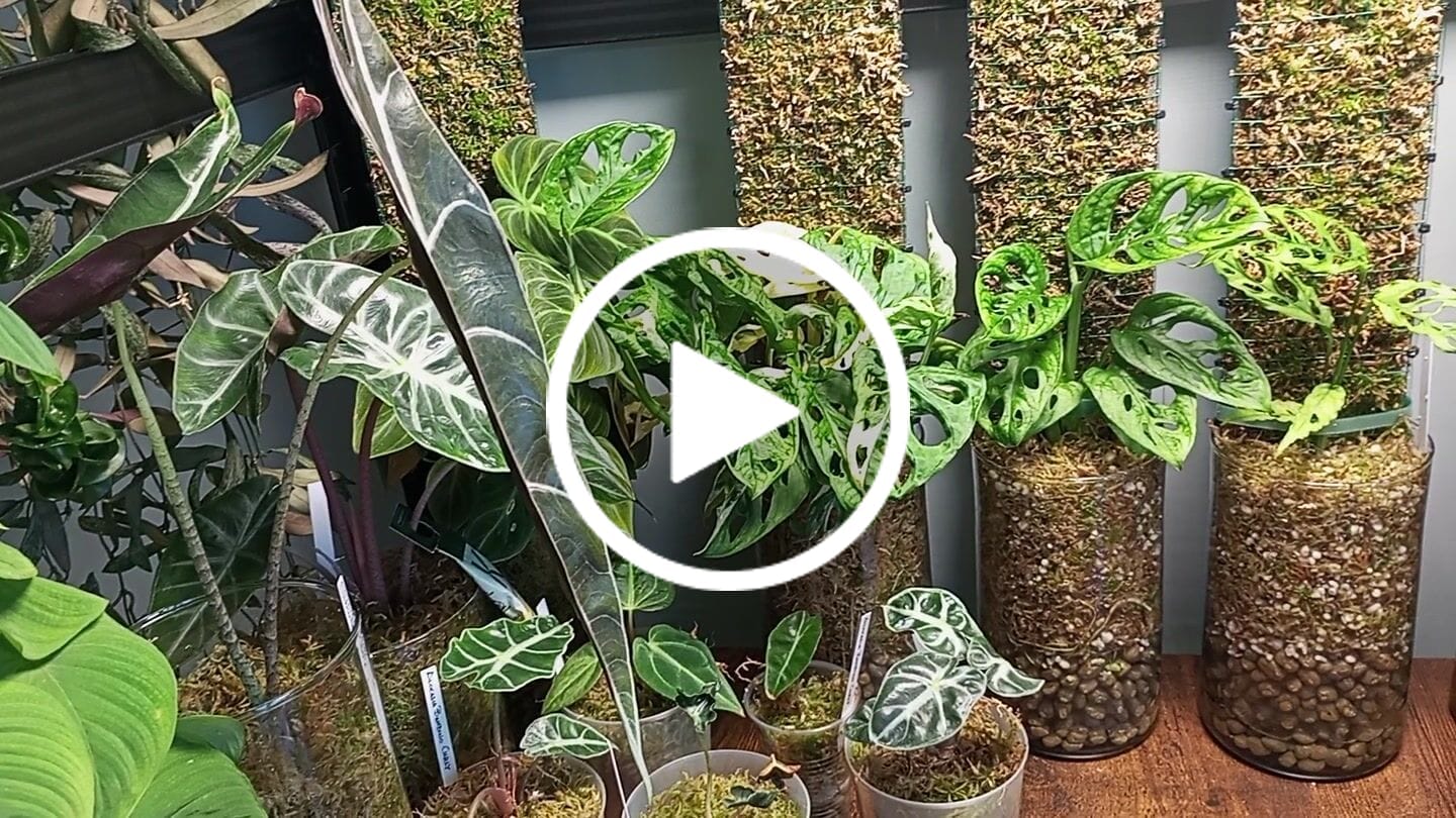 Customer video review of Sphagnum Moss