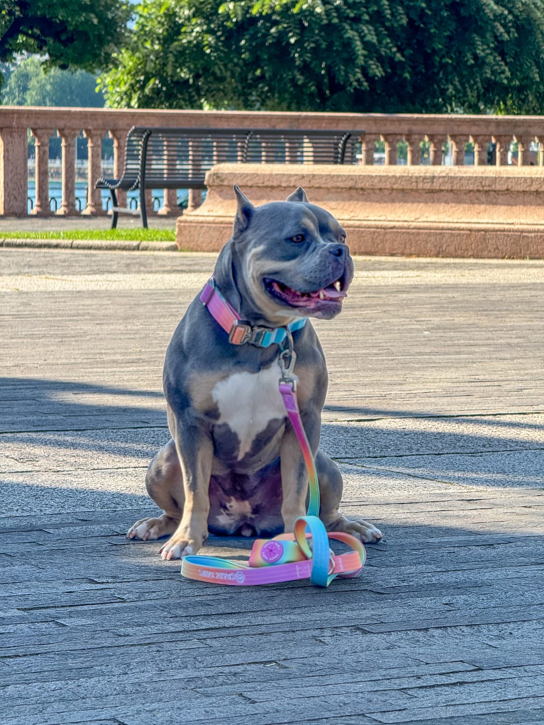 Customer photo review of Comfort Control Collar Set - Pastel Icing