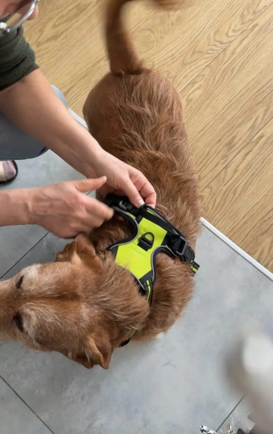Customer photo review of Dog Collars Harness Big Vests Leash Pet Shop Everything for Dogs Leather Puppy Accessories Medium Small Set