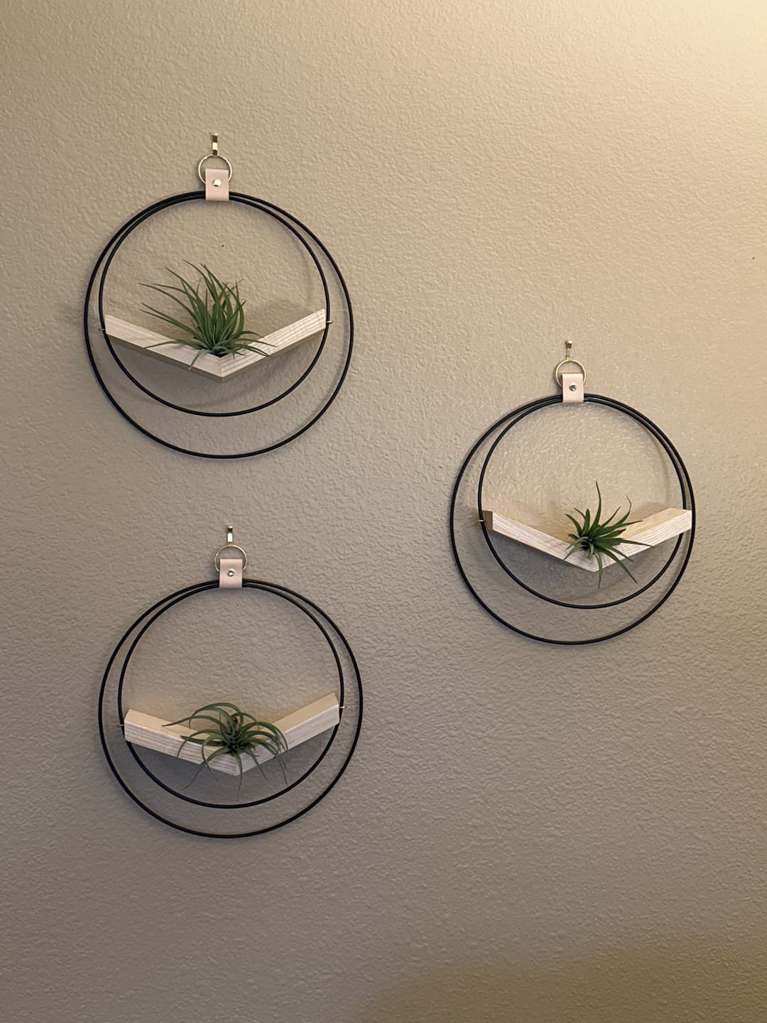 Customer photo review of Air Plant V-Hanger Trio
