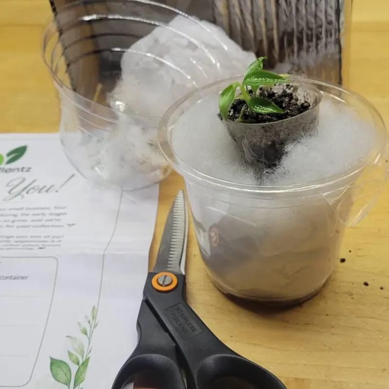 Customer photo review of Philodendron Spiritus Sancti