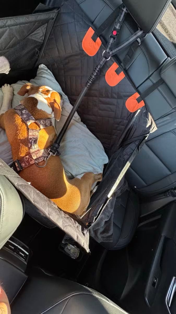 Customer photo review of WanderPup Comfort Dog Travel Seat - Large