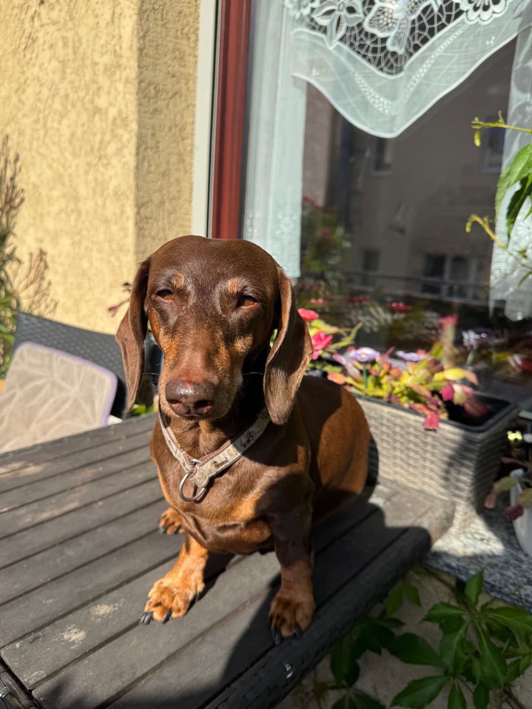 Customer photo review of Zistrosen Tabs - 100% natürliches Zistrosen-Leckerli für Wald- & Wiesenspaziergänge