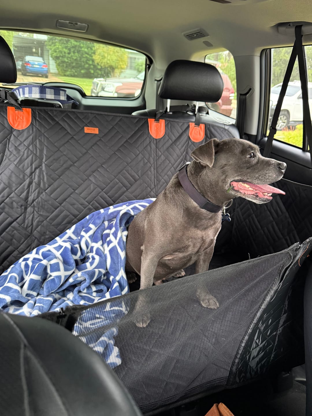 Customer photo review of Marlo&Co™ Dog Seat Cover