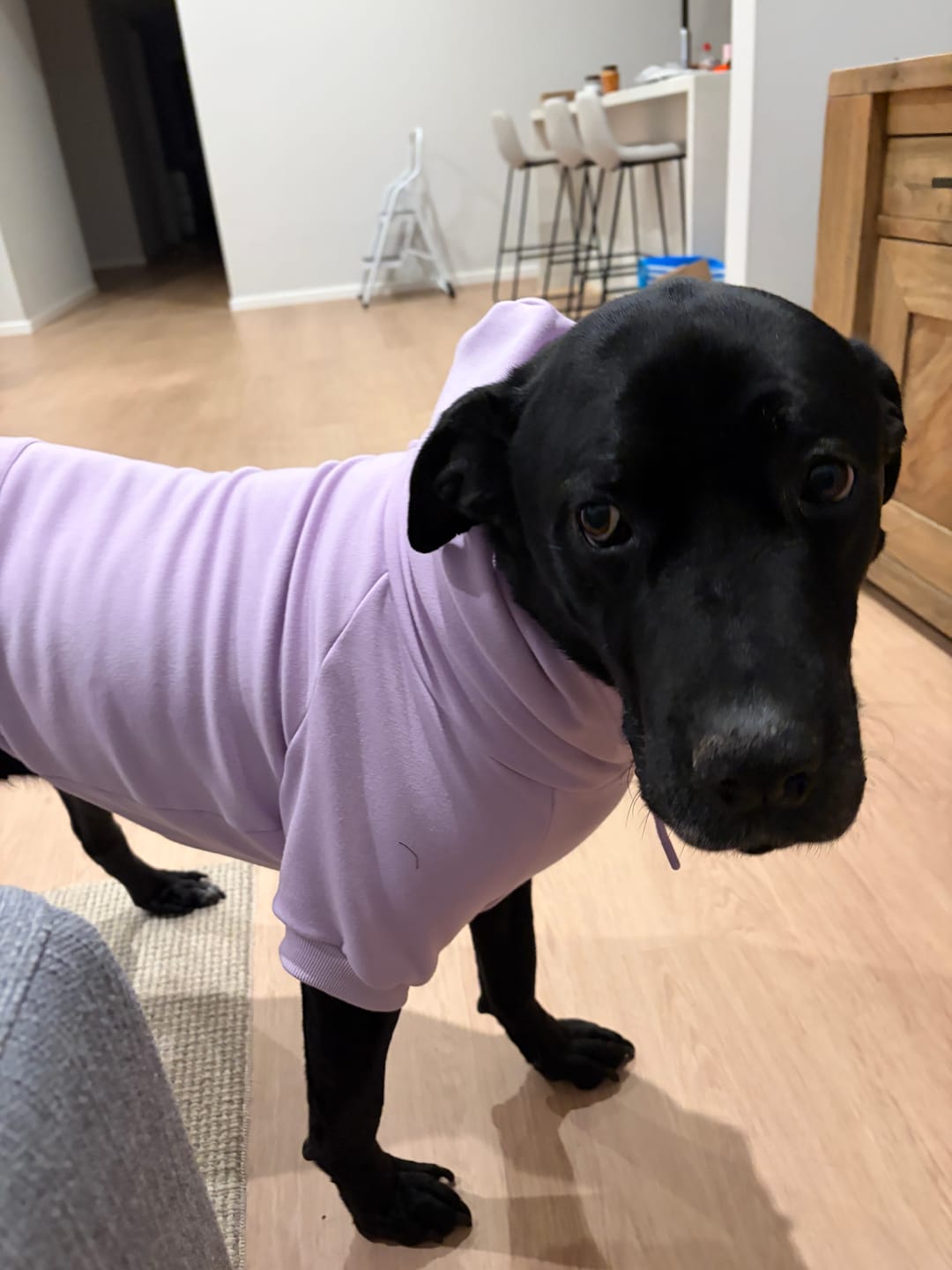 Customer photo review of Essential Dog Hoodie - Lavender