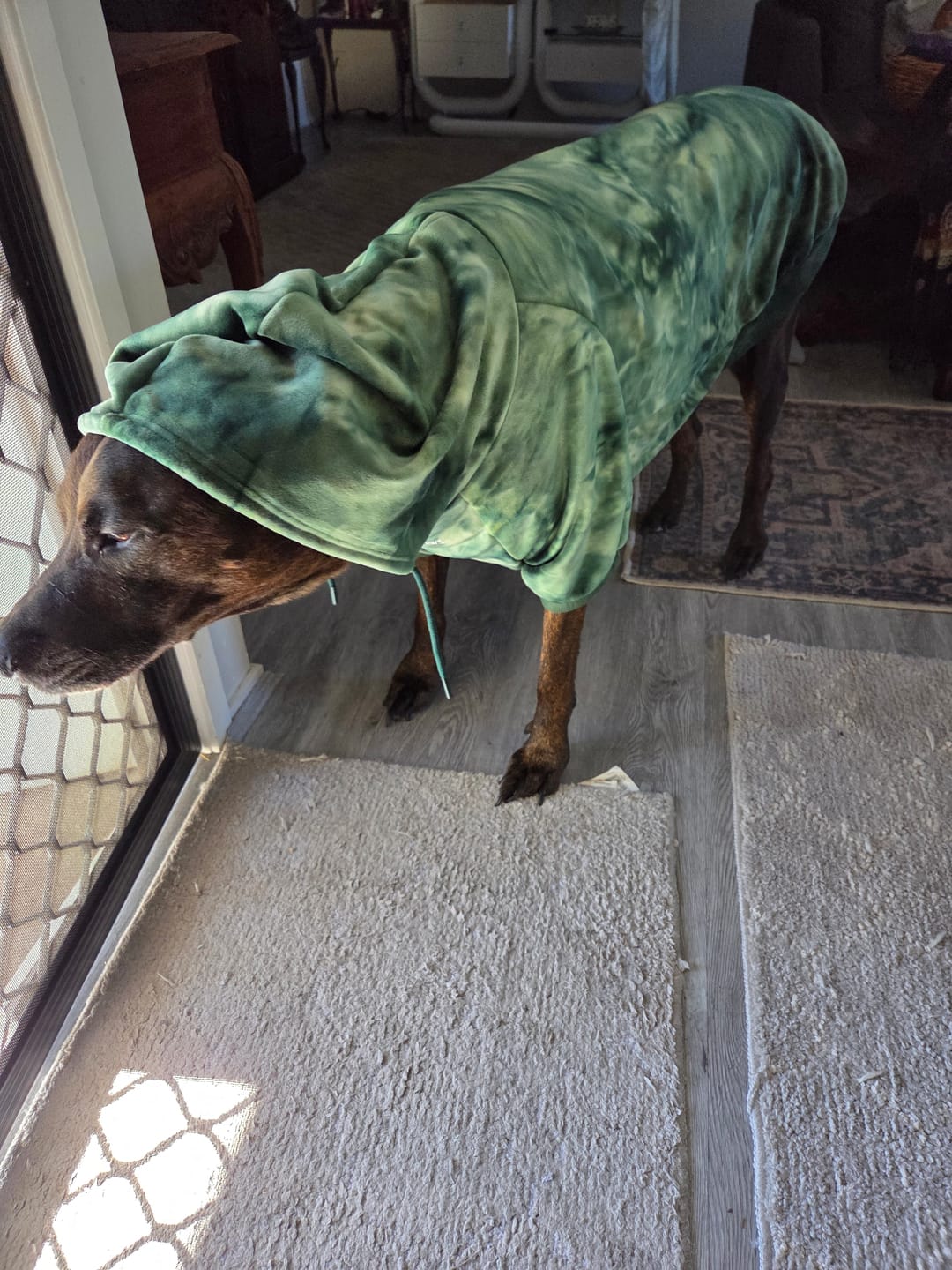Customer photo review of Velvet Dog Hoodie - Emerald Green