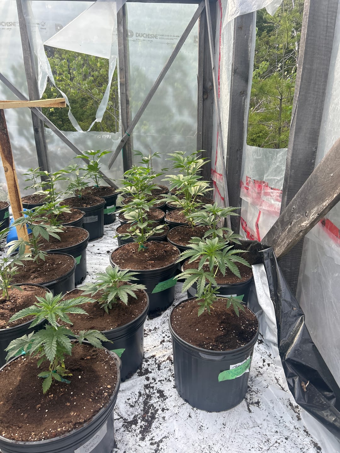 Customer photo review of Xtreme Gardening MYKOS Pure Mycorrhizal Inoculum