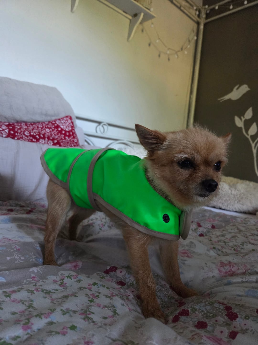 Customer photo review of THE GLOW RAINCOAT mini-fit – Hundemantel für kleine Hunderassen und Dackel in Neongrün