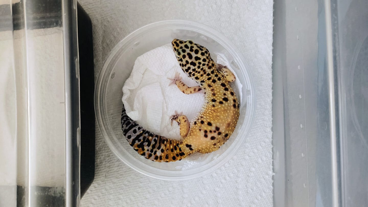 Customer photo review of Female Super Giant Blood
