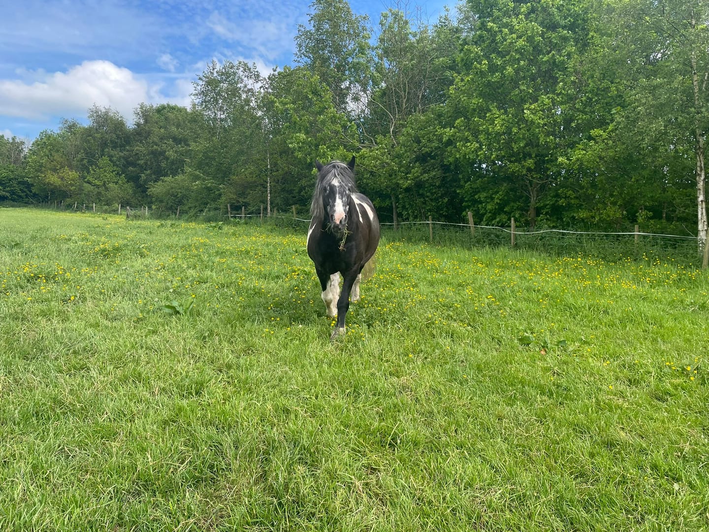 Customer photo review of Horse Skin Rescue Bundle