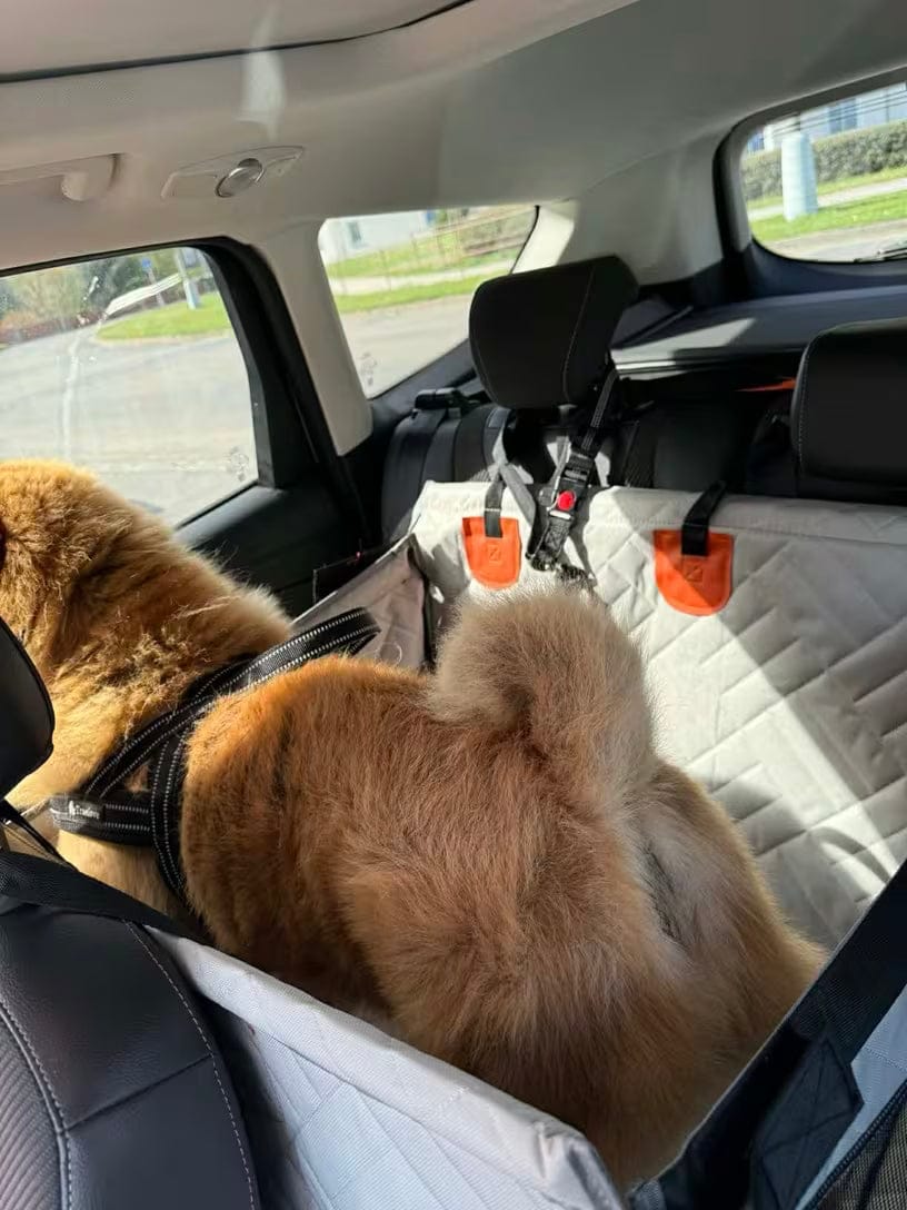 Customer photo review of WanderPup Comfort Dog Travel Seat - Large