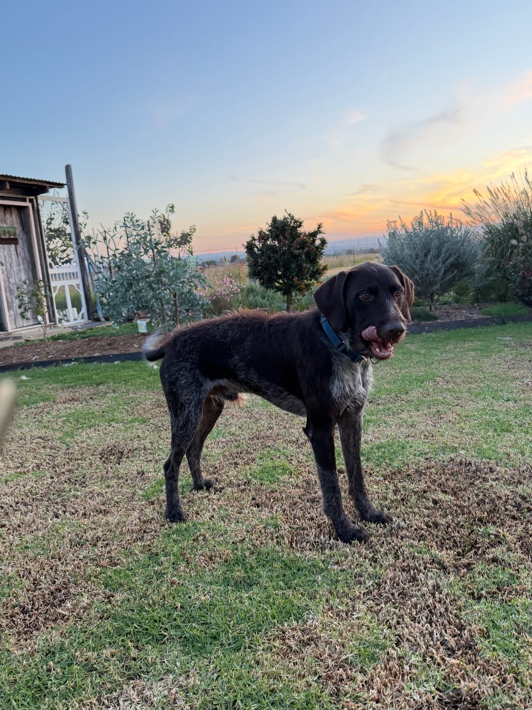 Customer photo review of Bugsy's Air-Dried Kangaroo