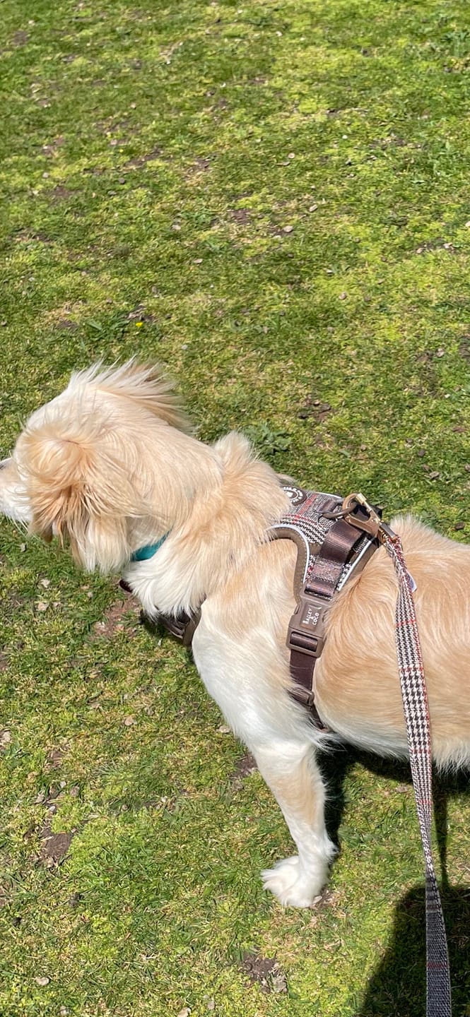 Customer photo review of Dog Lead 5ft - Colour Drops - Heritage Plaid