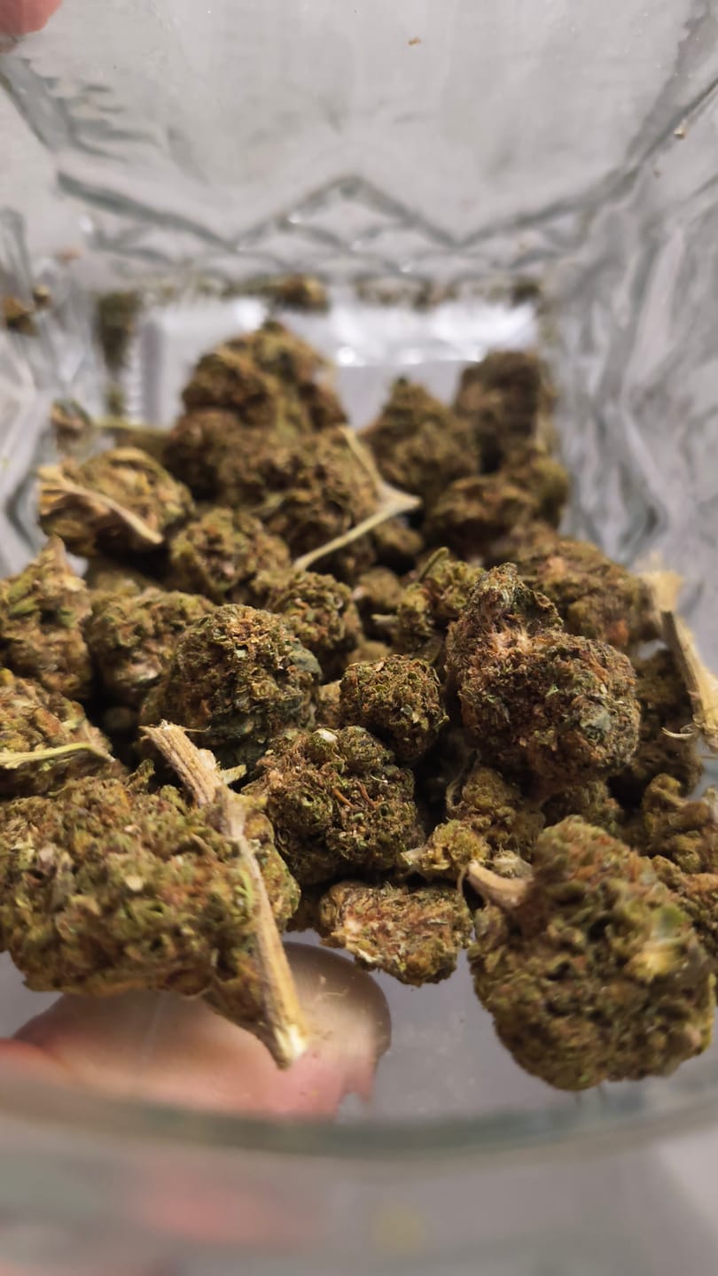 Customer photo review of Acapulco Gold - Bulk - Sativa
