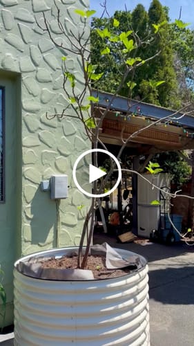 Customer video review of 32" Tall Large Round