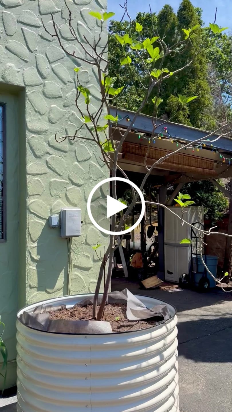 Customer video review of 32" Tall Large Round