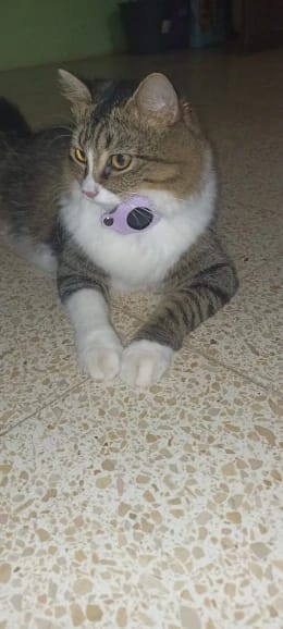 Customer photo review of Cat AirTag Holder Collar Breakaway Reflective Strips Adjustable Kitten Collar Waterproof Cat Bell Collar Pet Air Tag Case collar