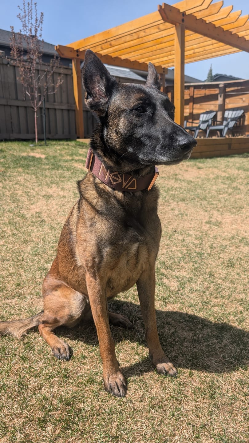 Customer photo review of 2" Tacti Luxe Dog Collar - Rose Gold - Chocolate
