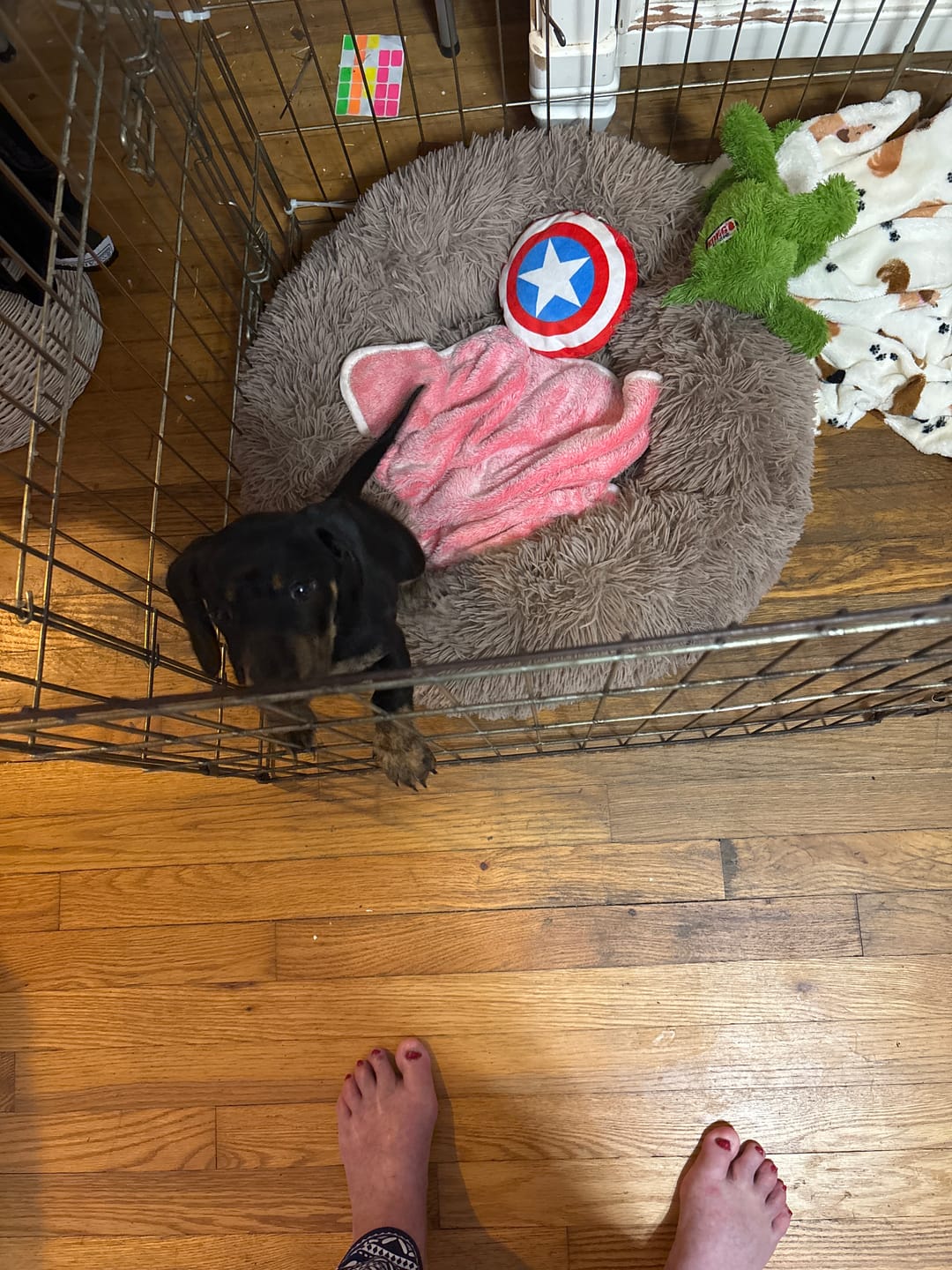 Customer photo review of The Original Fluffy Bean® Pet Bed
