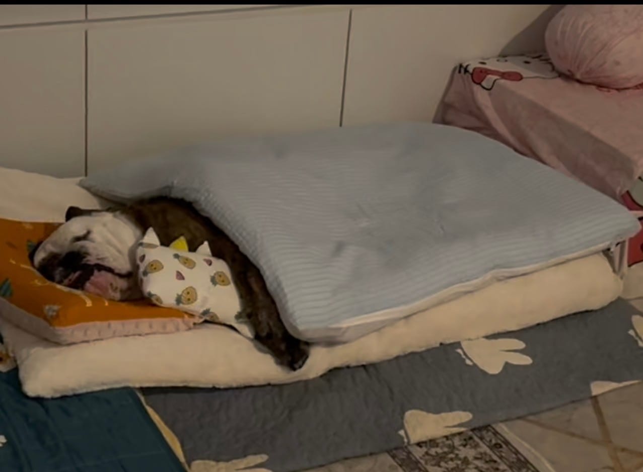 Customer photo review of Sleeping Blanket | Blanket Cover