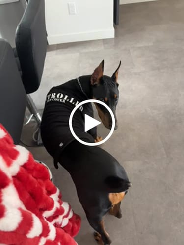 Customer video review of Pup Cover