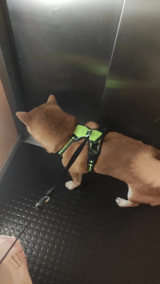 Customer photo review of Dog Collars Harness Big Vests Leash Pet Shop Everything for Dogs Leather Puppy Accessories Medium Small Set