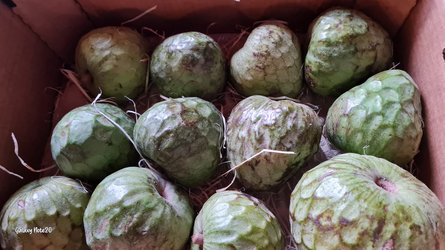 Customer photo review of Cherimoya Bio Hochernte-Retterbox Sonderaktion % 4kg