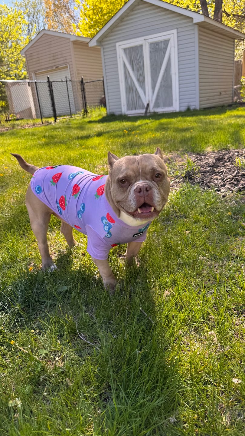Customer photo review of Sunblock Dog T-Shirt 2-pack