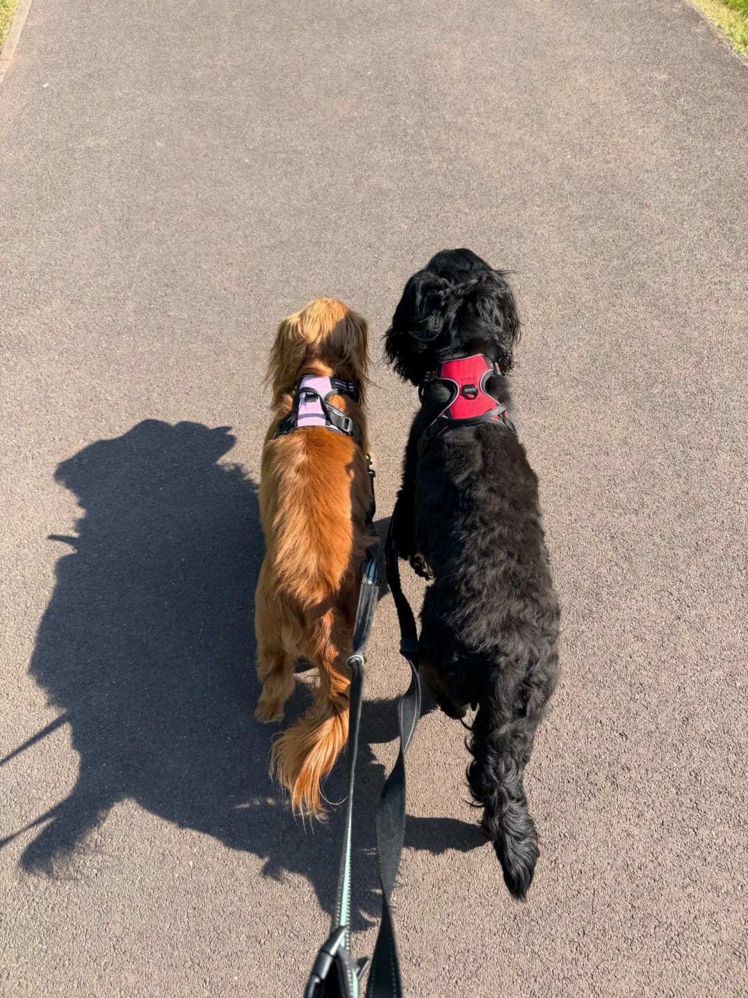 Customer photo review of Dog Collars Harness Big Vests Leash Pet Shop Everything for Dogs Leather Puppy Accessories Medium Small Set