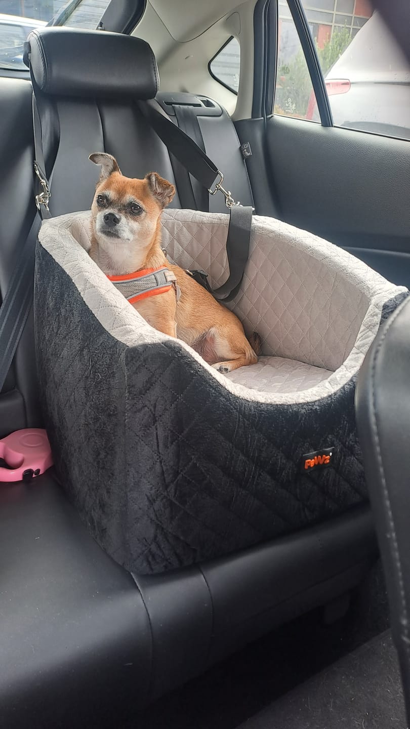 Customer photo review of Dog Car Booster Seat