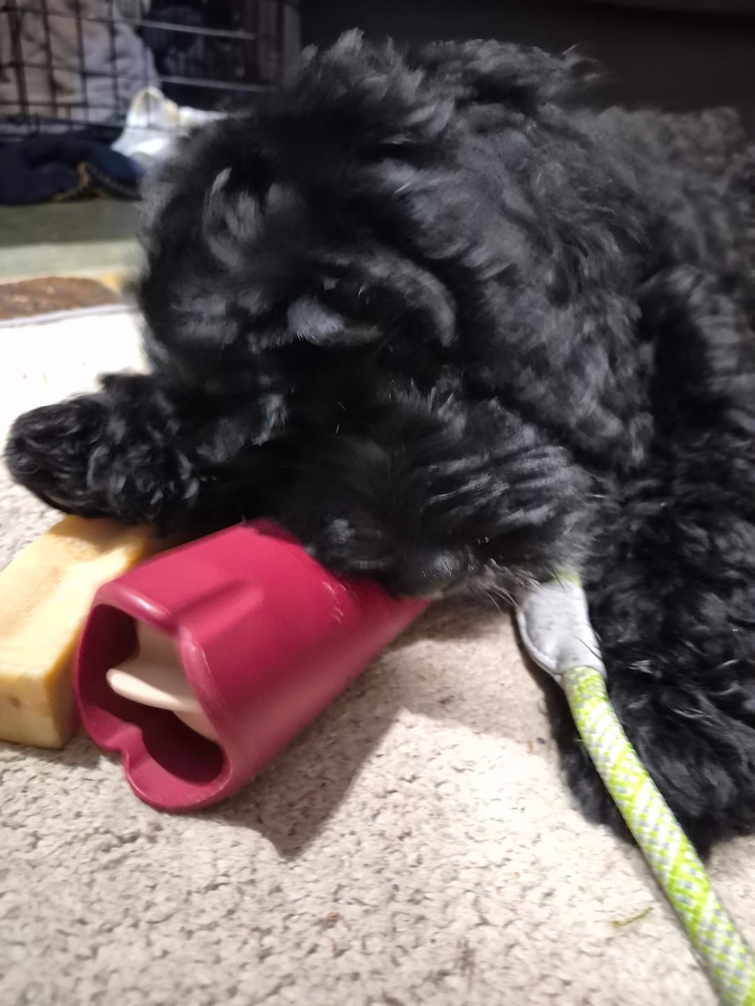 Customer photo review of 6 Inch Standard Braided Bully Stick