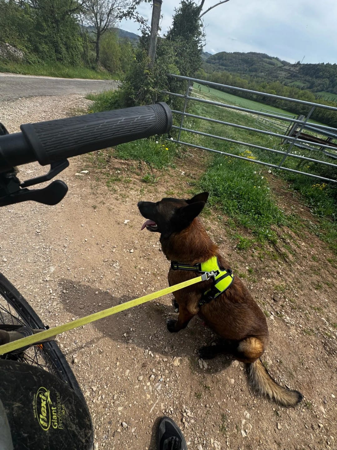 Customer photo review of Dog Collars Harness Big Vests Leash Pet Shop Everything for Dogs Leather Puppy Accessories Medium Small Set