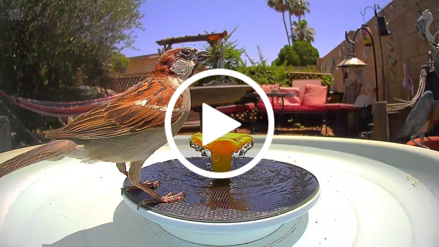 Customer video review of Birdfy Bath Pro - Solar-Powered Smart Birdbath with Fountain