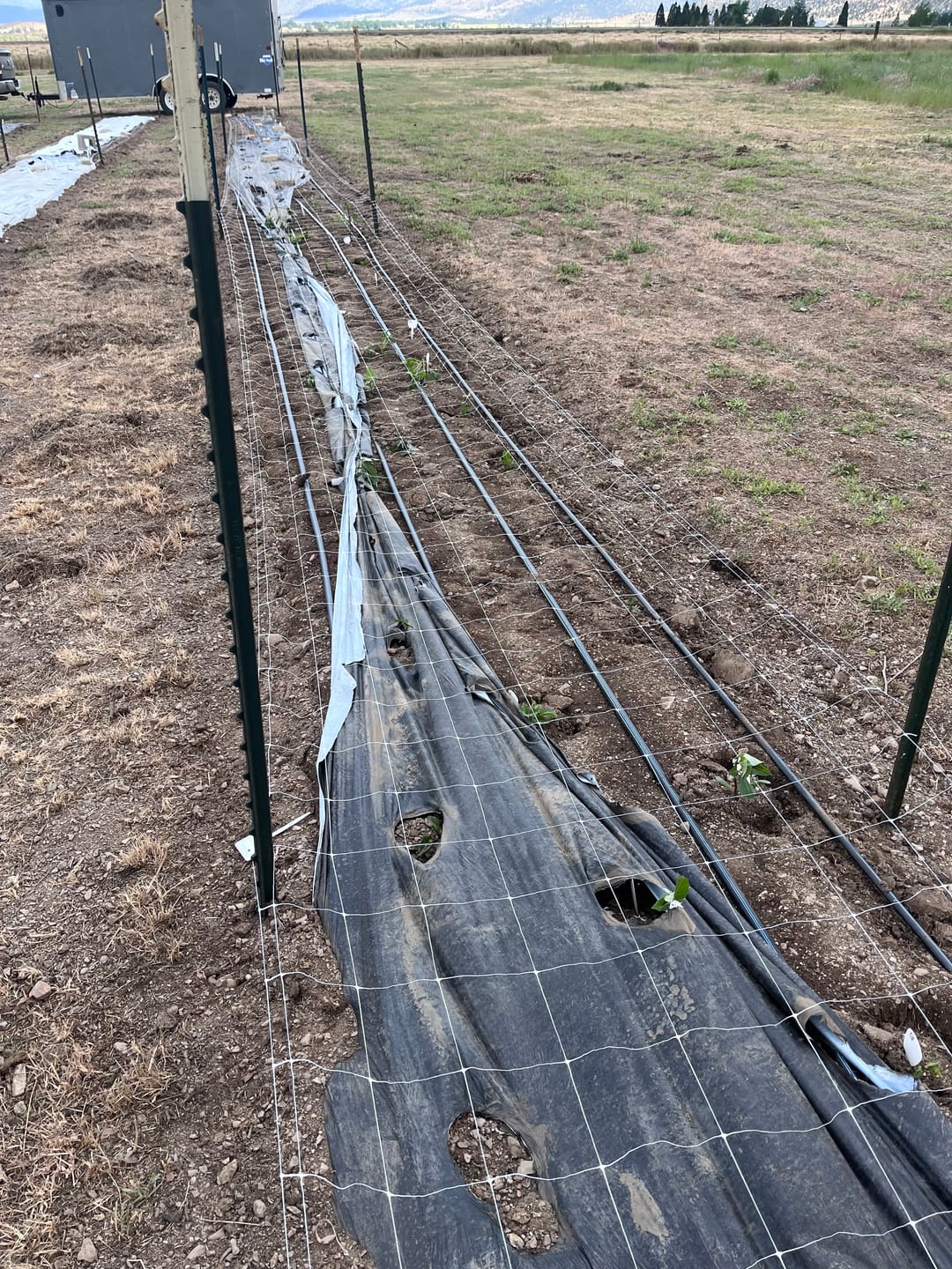Customer photo review of Bio360 Biodegradable Mulch