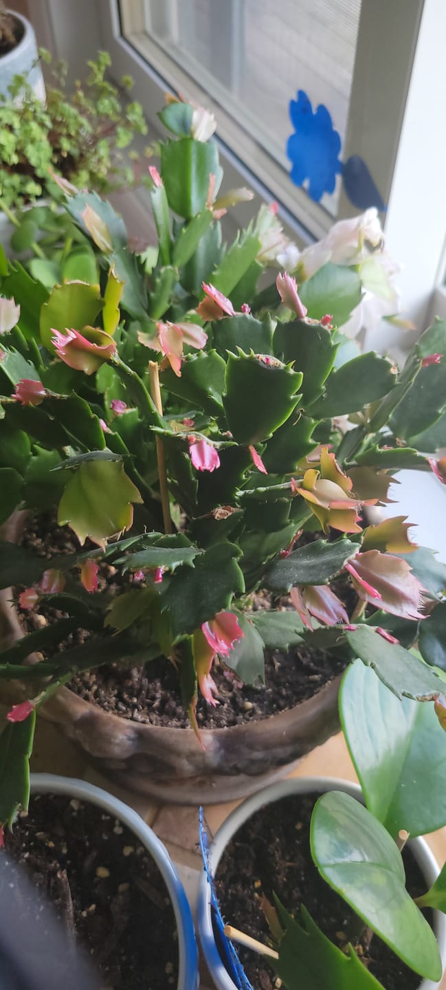 Customer photo review of Kelpy Food for Plants