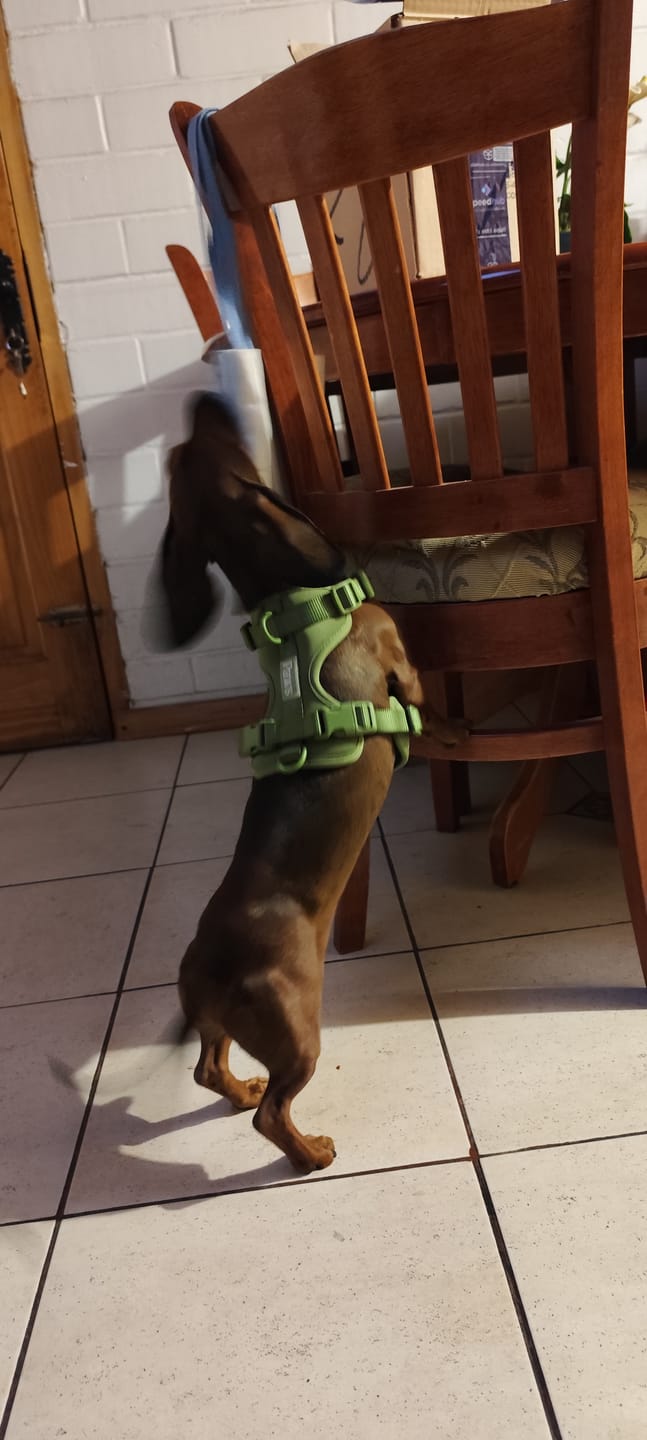 Customer photo review of Arnés Paws
