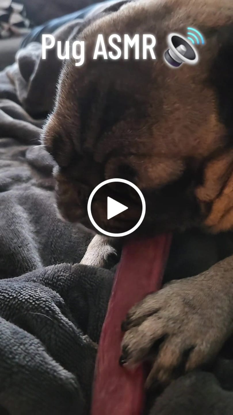 Customer video review of 12 Inch Jumbo Bully Stick
