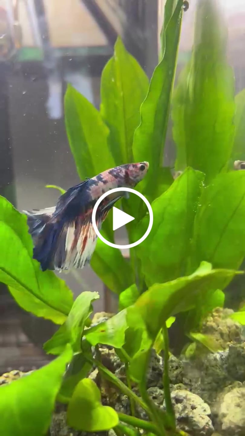 Customer video review of Koi Rainbow Halfmoon Male Betta Fish | Premium Mystery Betta