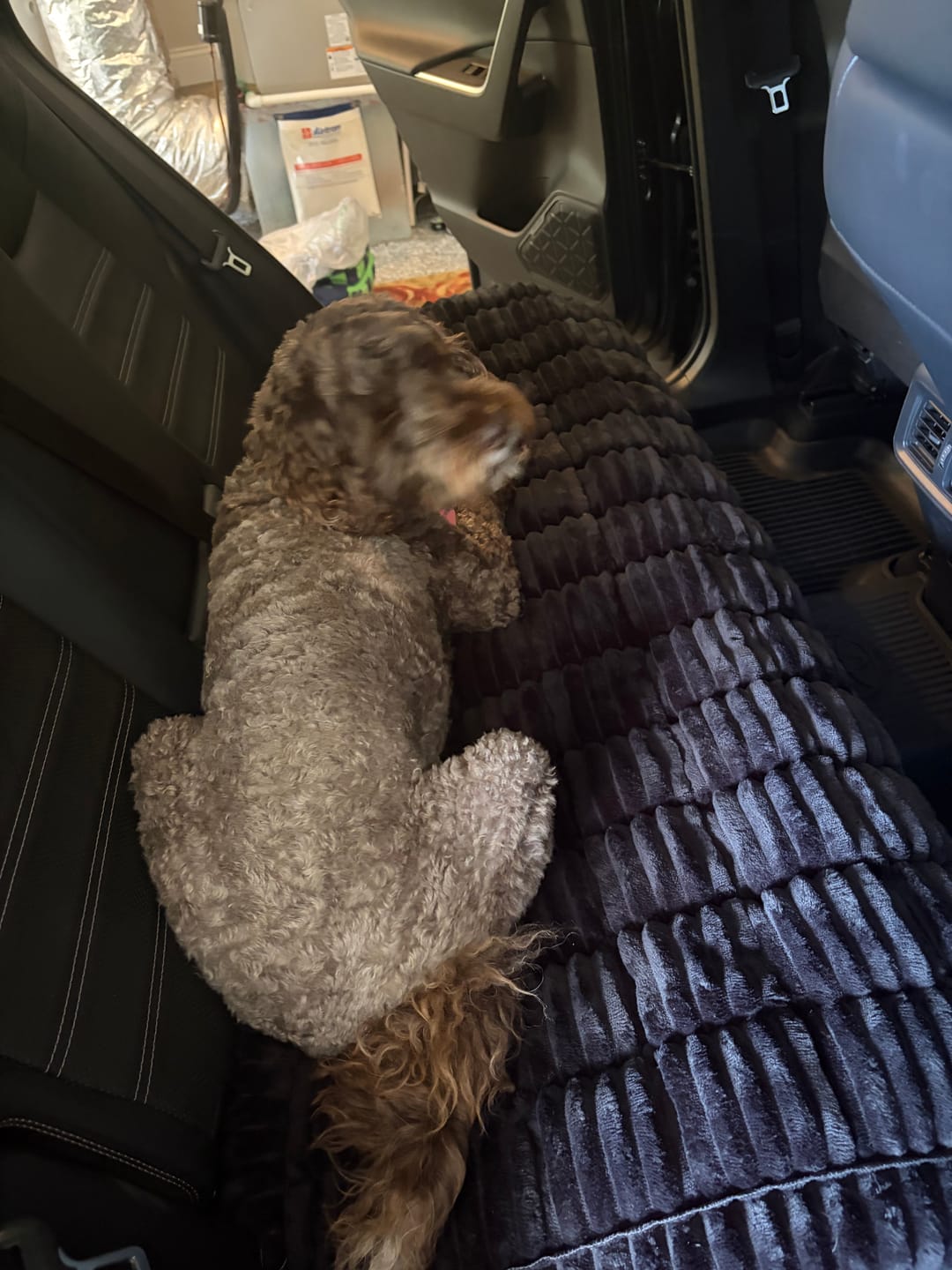 Customer photo review of Thickened Dog Bed for Car Back Seat & Couch