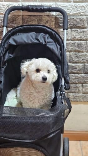 Customer photo review of Dog Collars Harness Big Vests Leash Pet Shop Everything for Dogs Leather Puppy Accessories Medium Small Set