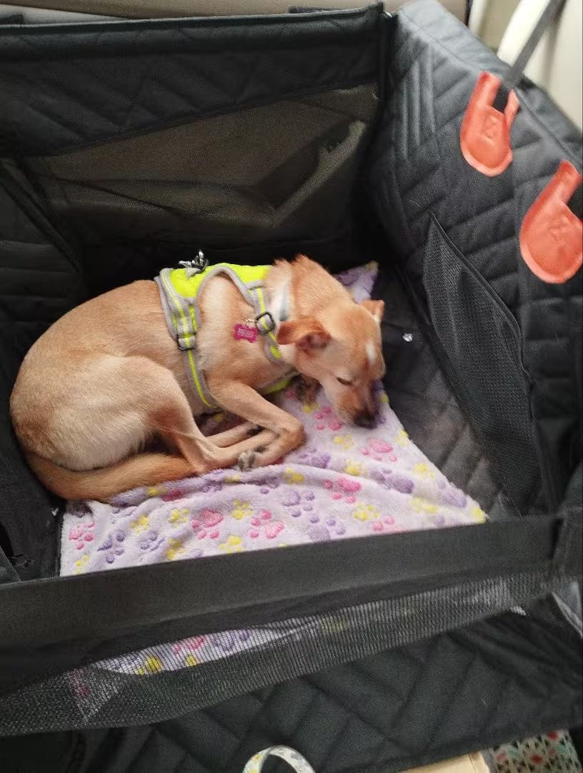 Customer photo review of WanderPup Comfort Dog Travel Seat - Large