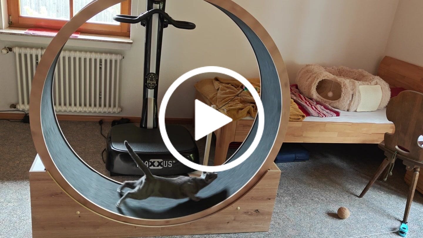 Customer video review of Elmato Katzenlaufrad Simba