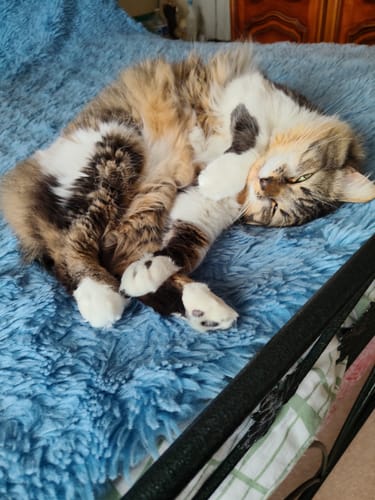 Le chat d'un client au poil doux et soyeux, blotti sur une couverture bleue.
