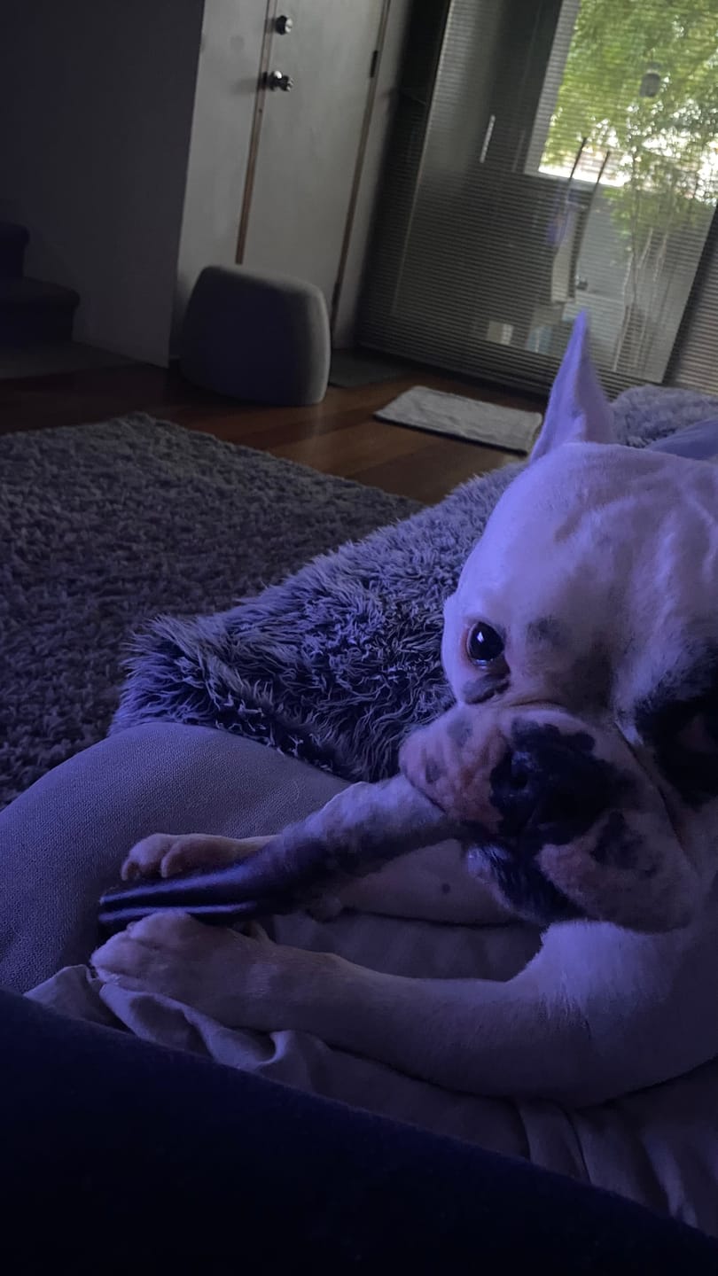 Customer photo review of Beef Pizzle (THICK & Long)