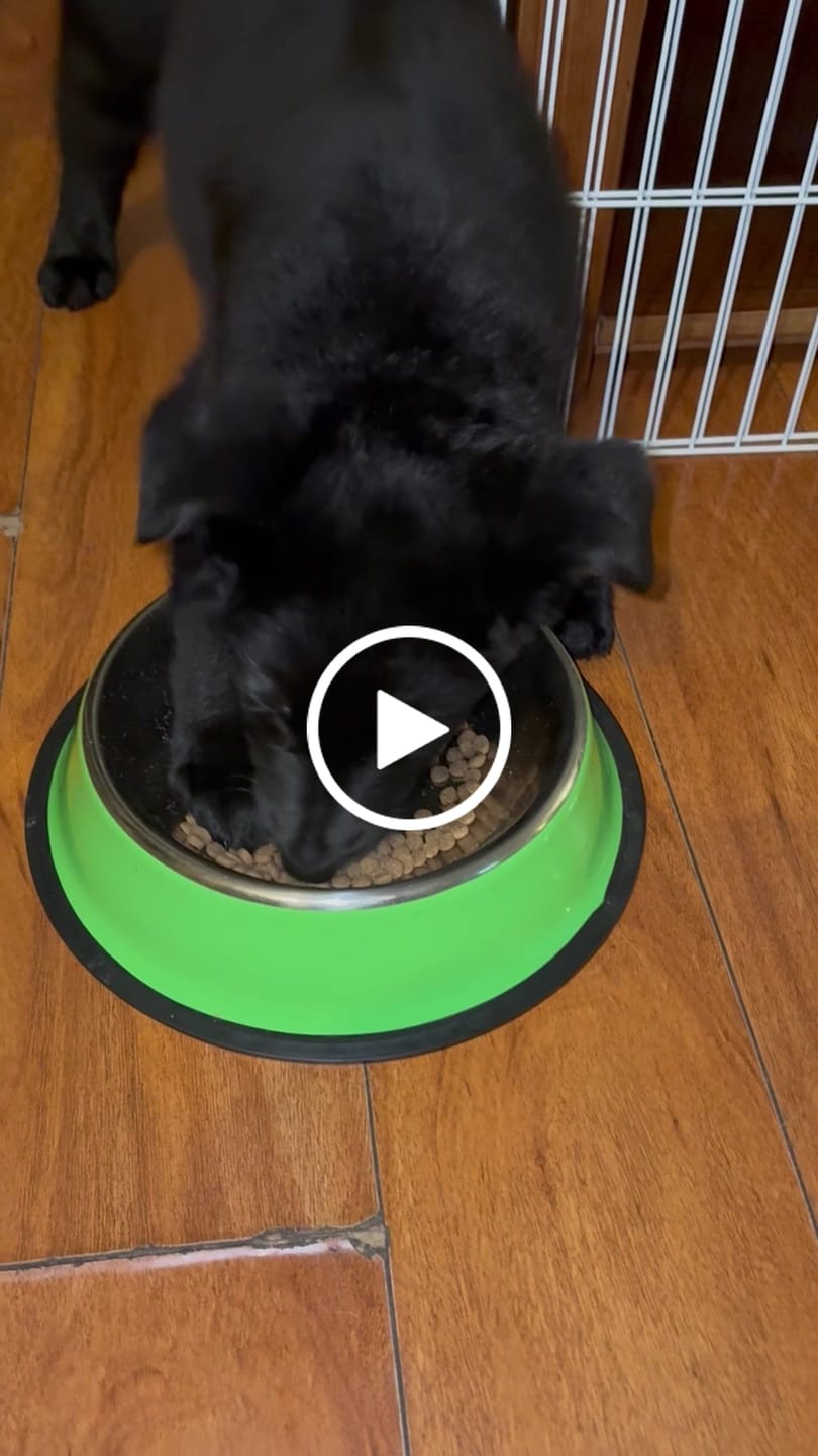 Customer video review of PetFamily Foods Cachorros
