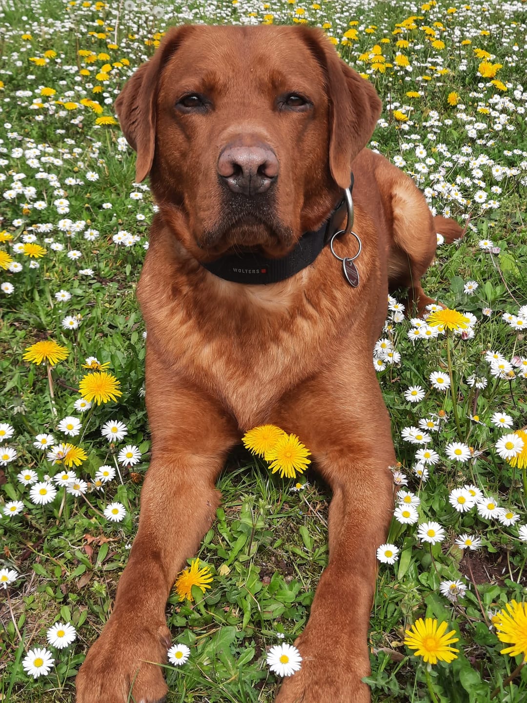 Customer photo review of Wurmtest Plus Hund