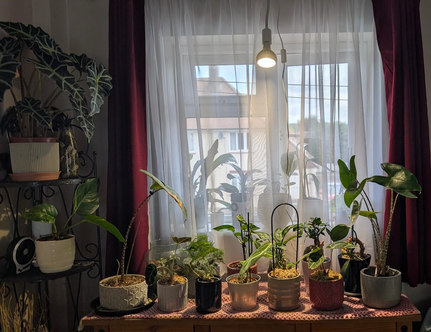 Customer photo review of Pianta Grow Light and Stelo Clip-On Bulb Holder Bundle